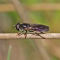 Platycheirus rosarum, female, hoverfly, Alan Prowse